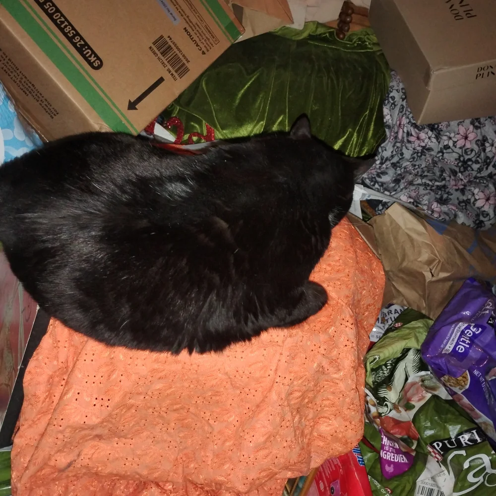 Black and White Cat Bed